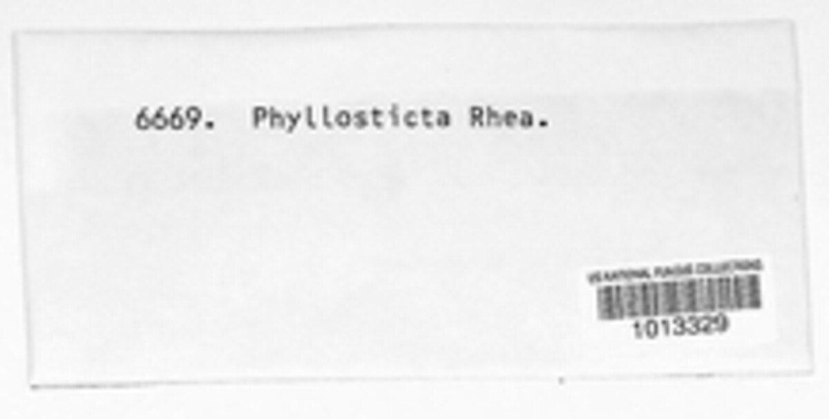 Phyllosticta rhea image